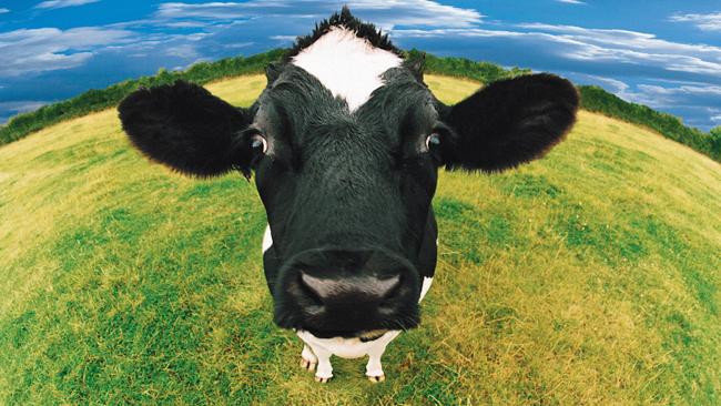 cow - lactose intolerance