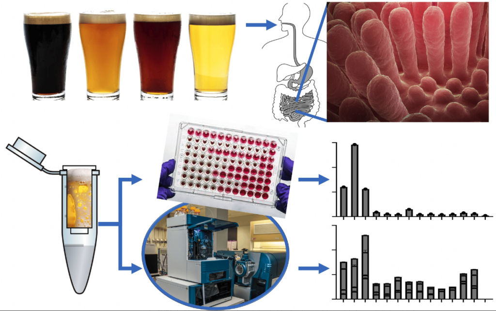 graphical representation of mass spectrometry versus ELISA testing on gluten-removed beer