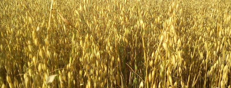 oats-in-field1-787x300
