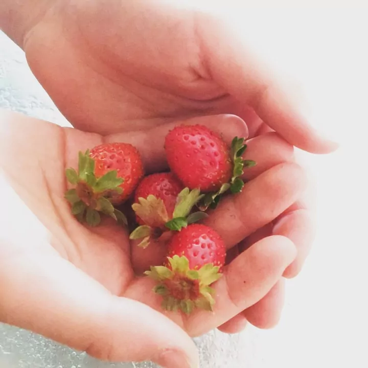 homegrown strawberries | gfjules