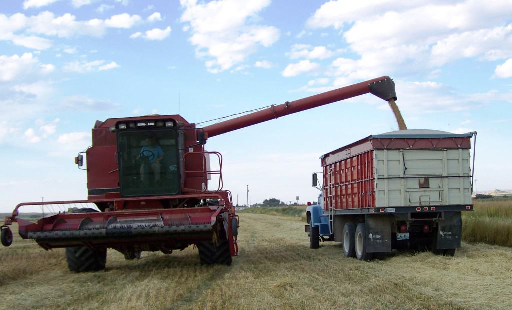 Gluten Free oats Harvest picture 2