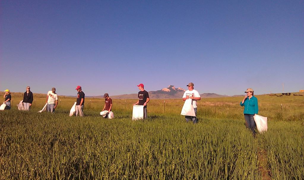 gluten free oats Field inspectors