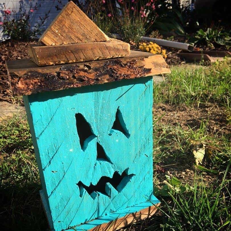 Teal Pumpkin