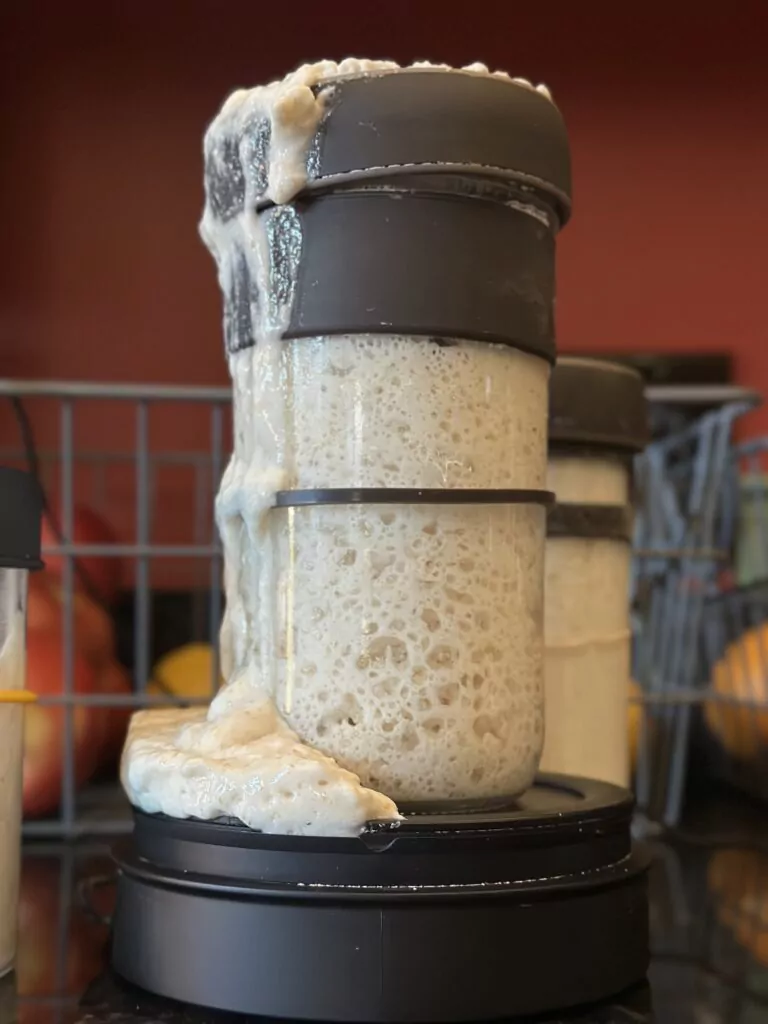 gluten free sourdough starter