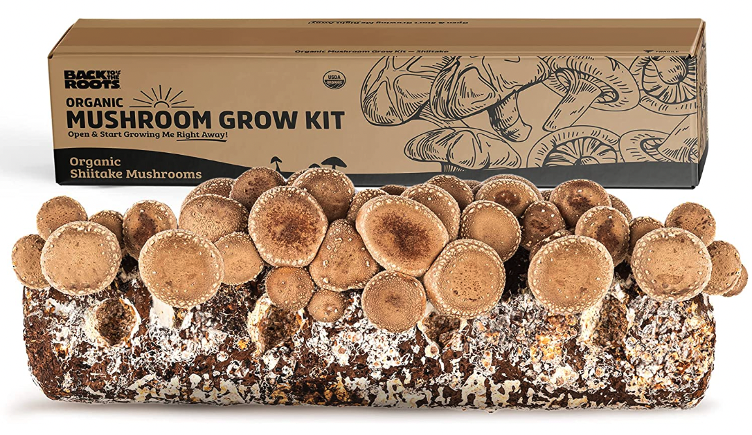 Shiitake Mushroom Grow Kit