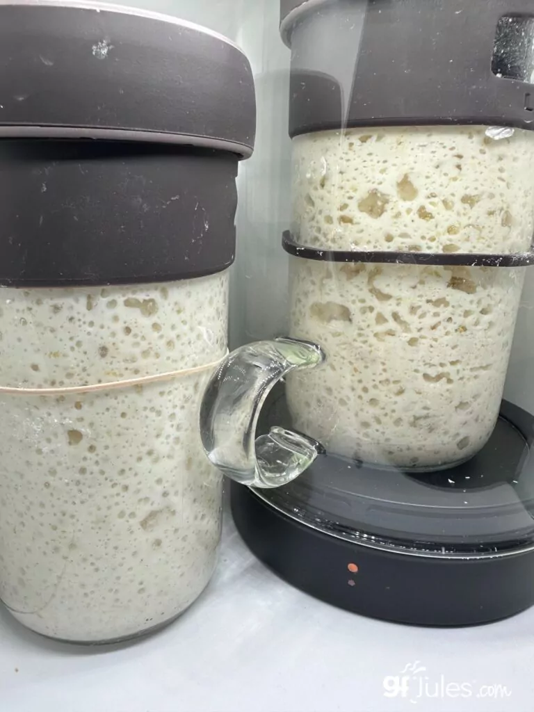 gluten free sourdough starter with goldie and without | gfJules