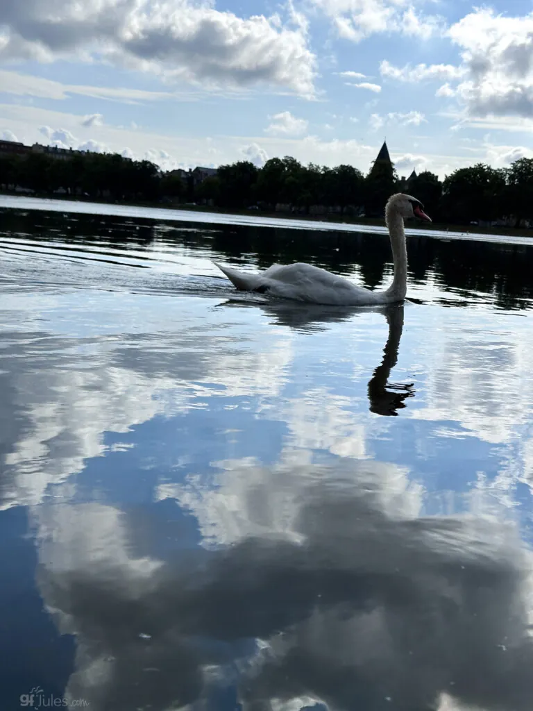 swan in copenhagen